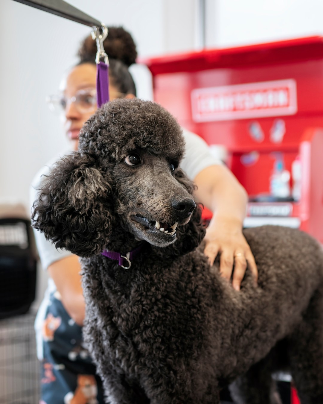 The Dog Stop - Our August Blood Drive was a tail-wagging... | Facebook