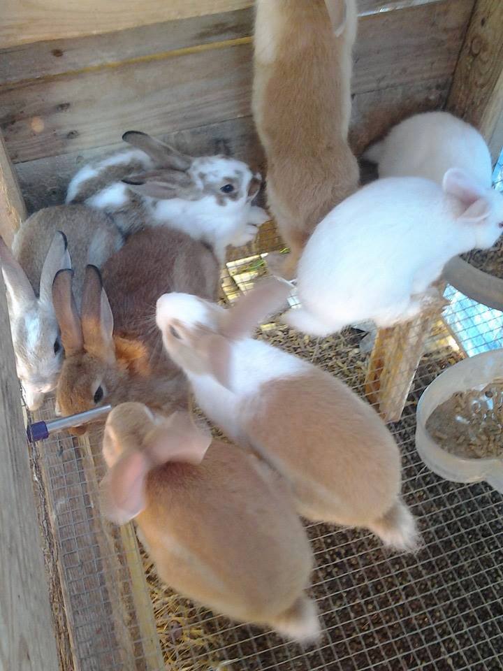 CBH - New Zealand Rabbits will be 8 weeks old and ready to...