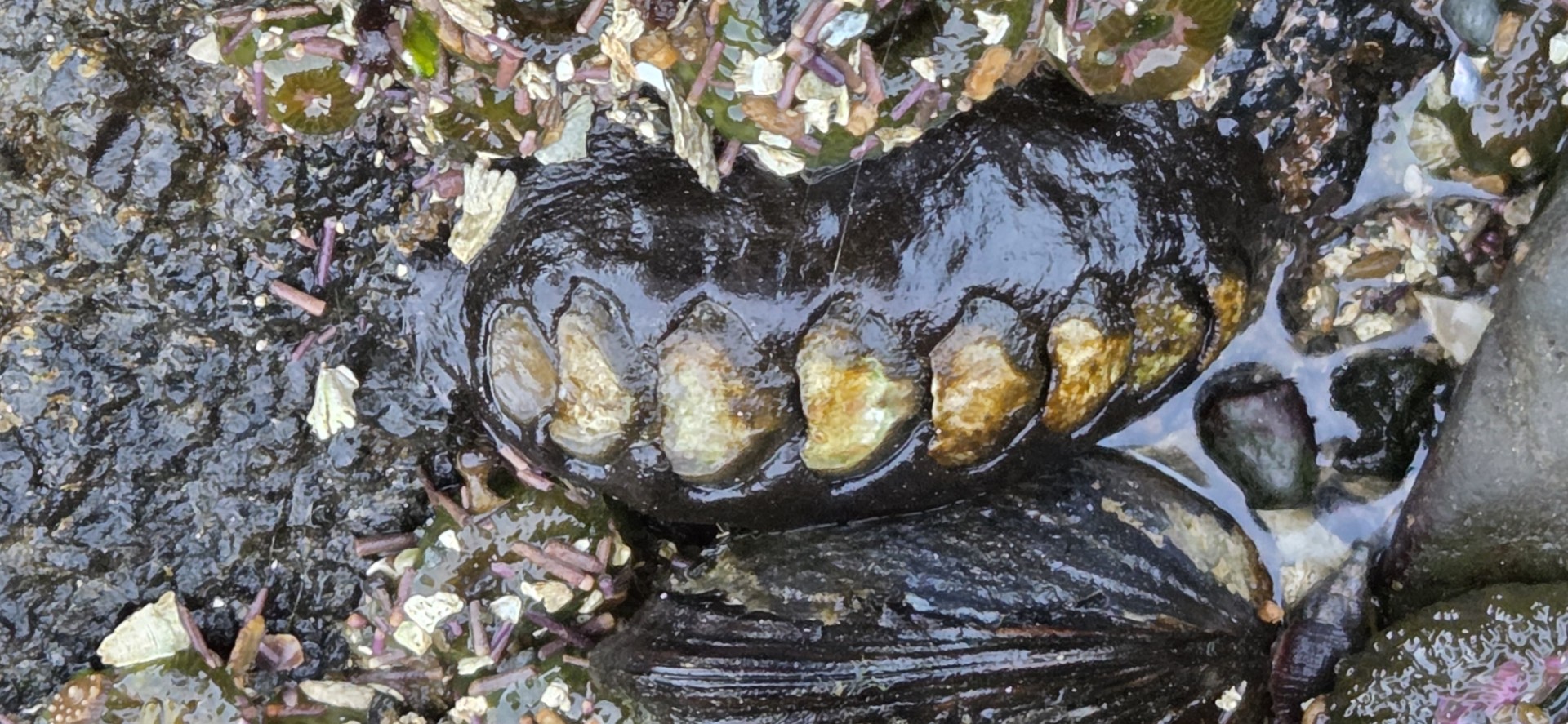 The Naturalist's - “Chiton, Salt Creek, Washington,” writes Emily ...