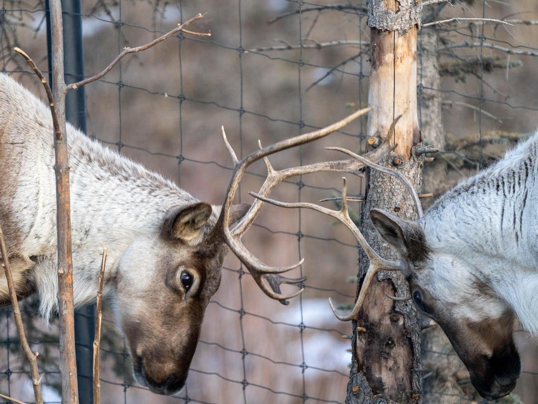The Calgary - Have you ever wondered why our woodland caribou have ...