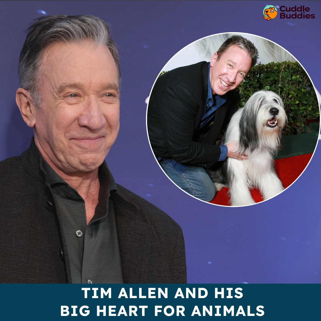 Cuddle Buddies - You might know Tim Allen from Home... | Facebook