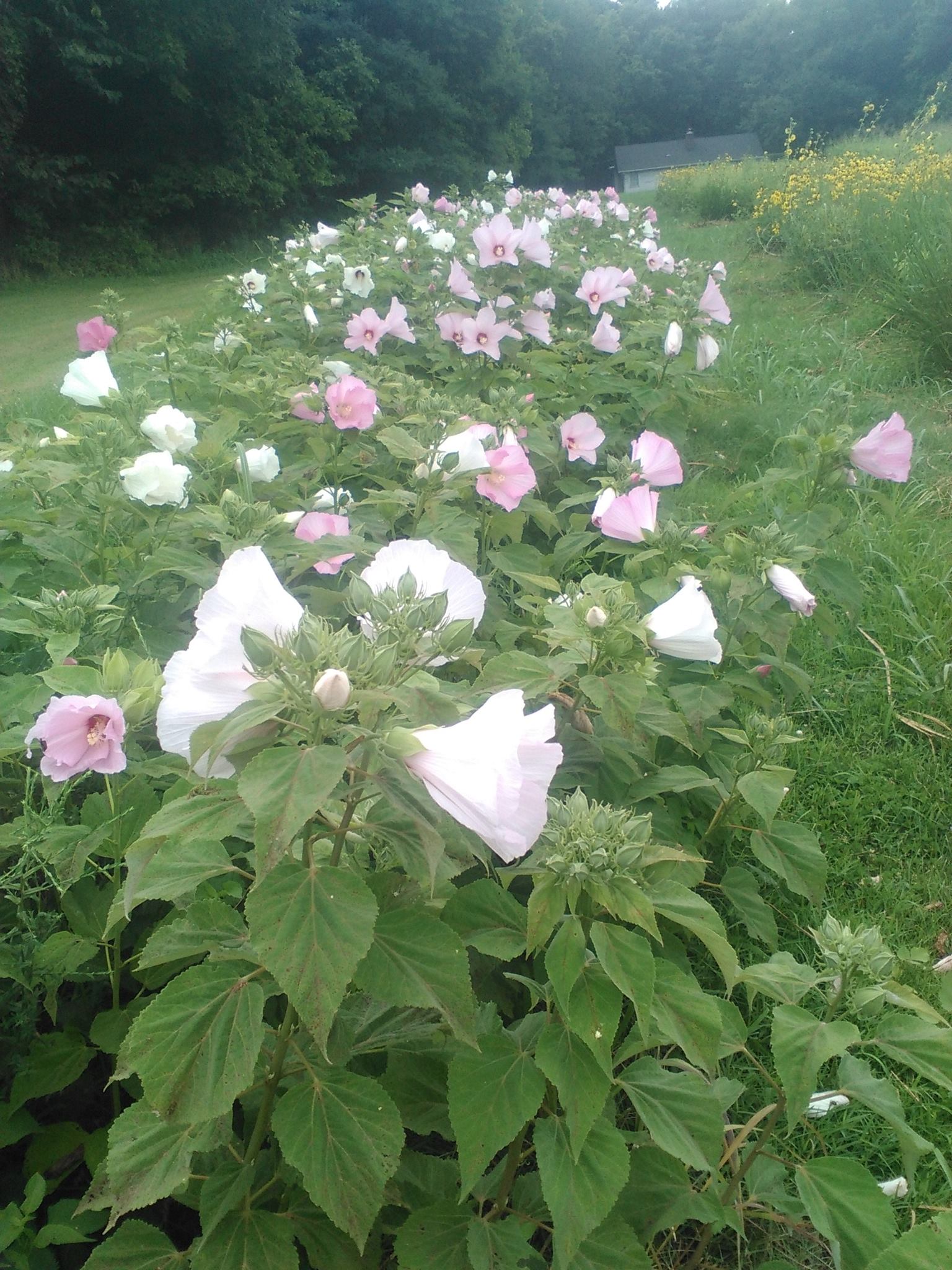 Frank Otte Nursery... - Frank Otte Nursery and Garden Center