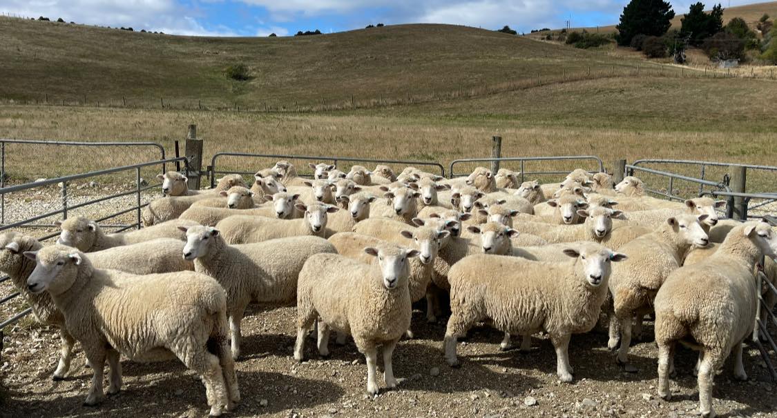 Aurora Romney Stud | Dunedin