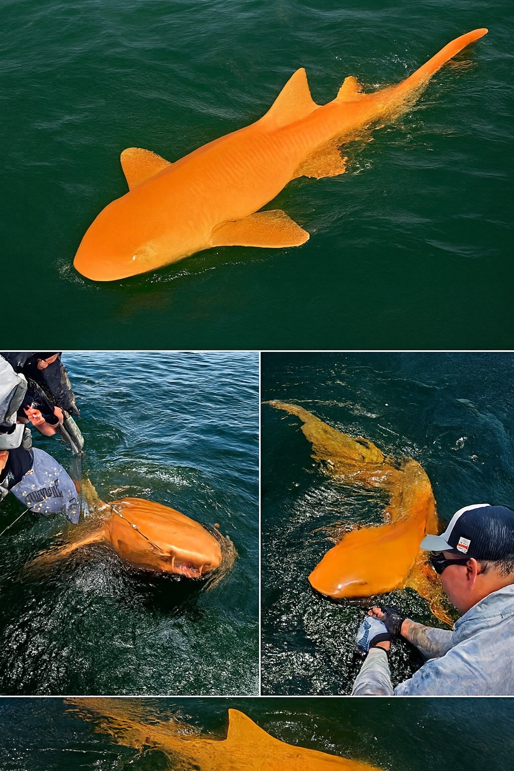 MrDavid - 🔥 This is a RARE ORANGE NURSE SHARK – Spotted for the First ...