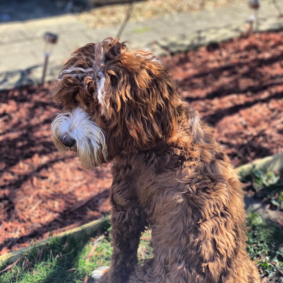 MoCockapoo/chon