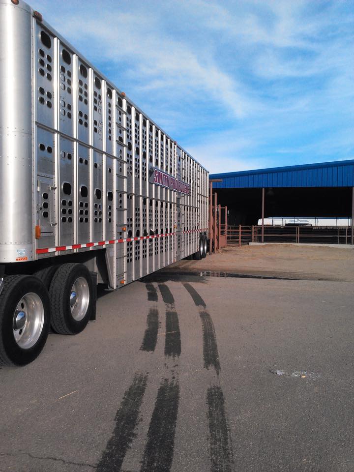The calves have bumped the chute in... - Smith Pro Rodeos