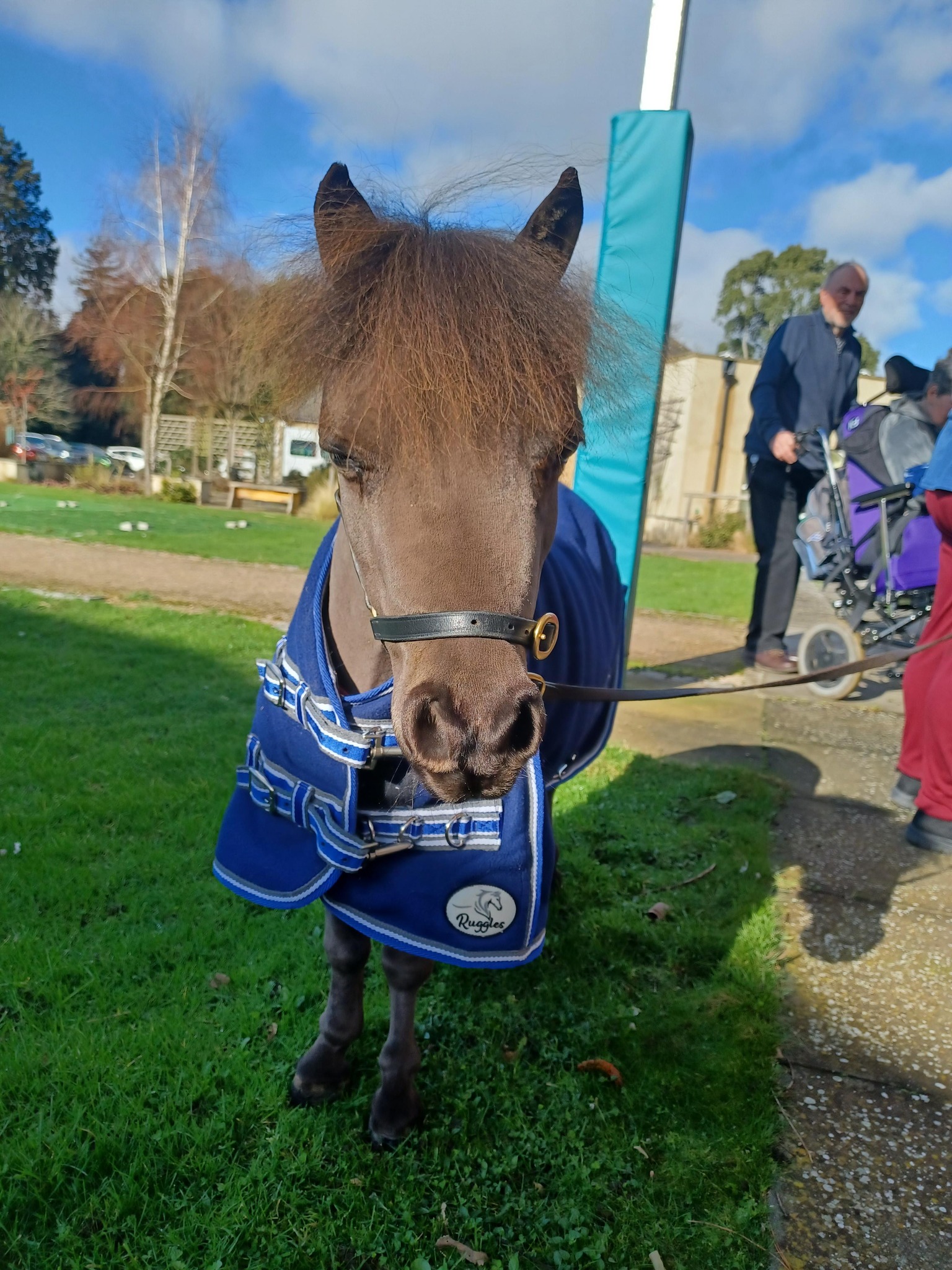 George and Spud🐴 Last week, Our... - Strode Park Foundation