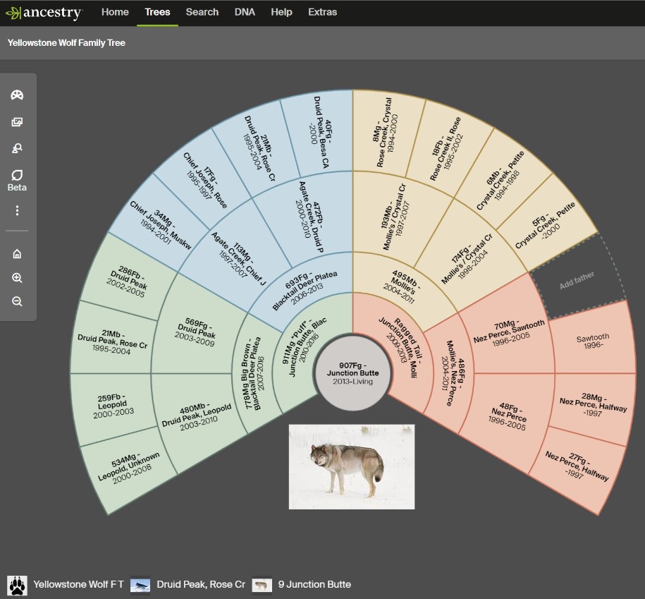 Yellowstone Wolf Family Tree | Gardiner MT