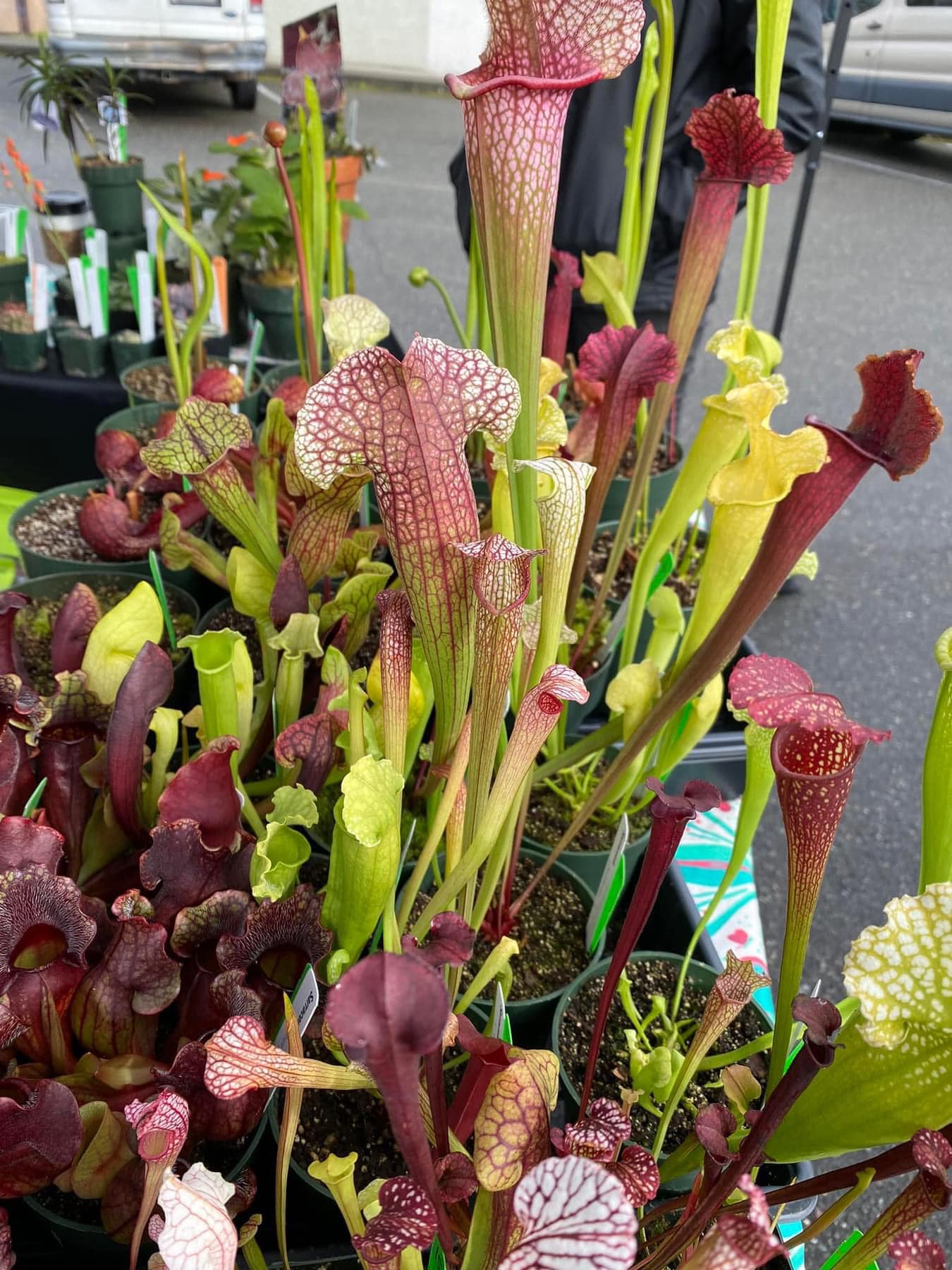Fairhaven - 2024 Vendor Spotlight #3: Courting Frogs Nursery and Jerry ...