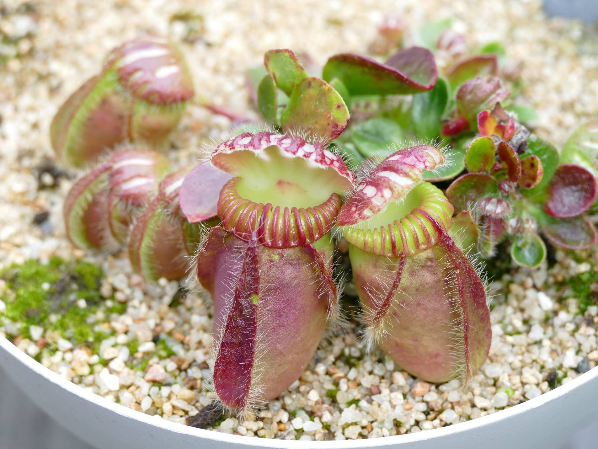 follicularis Cephalotus ジ*ョ様 German Gian