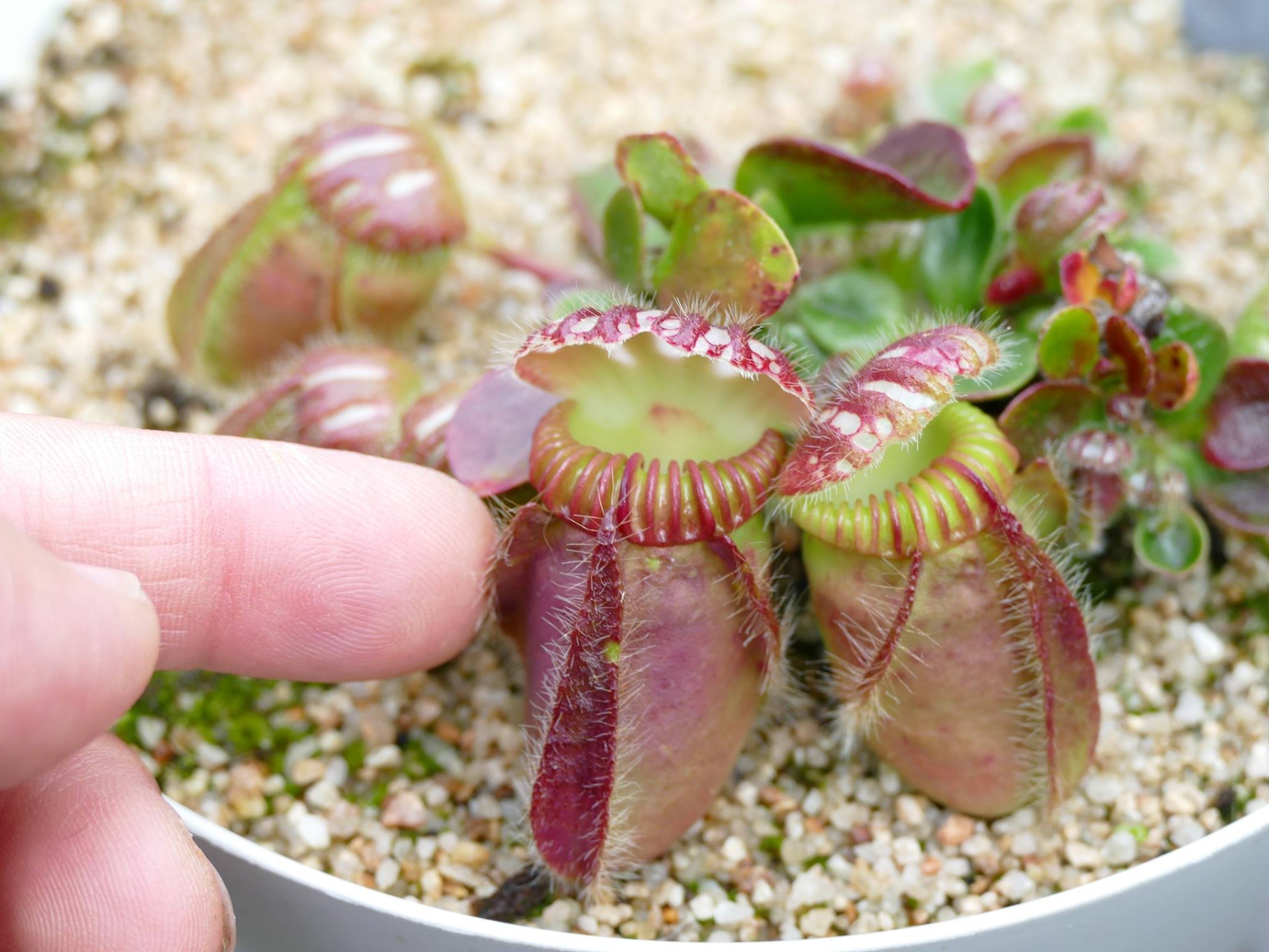 Gian German Cephalotus follicularis ジ*ョ様
