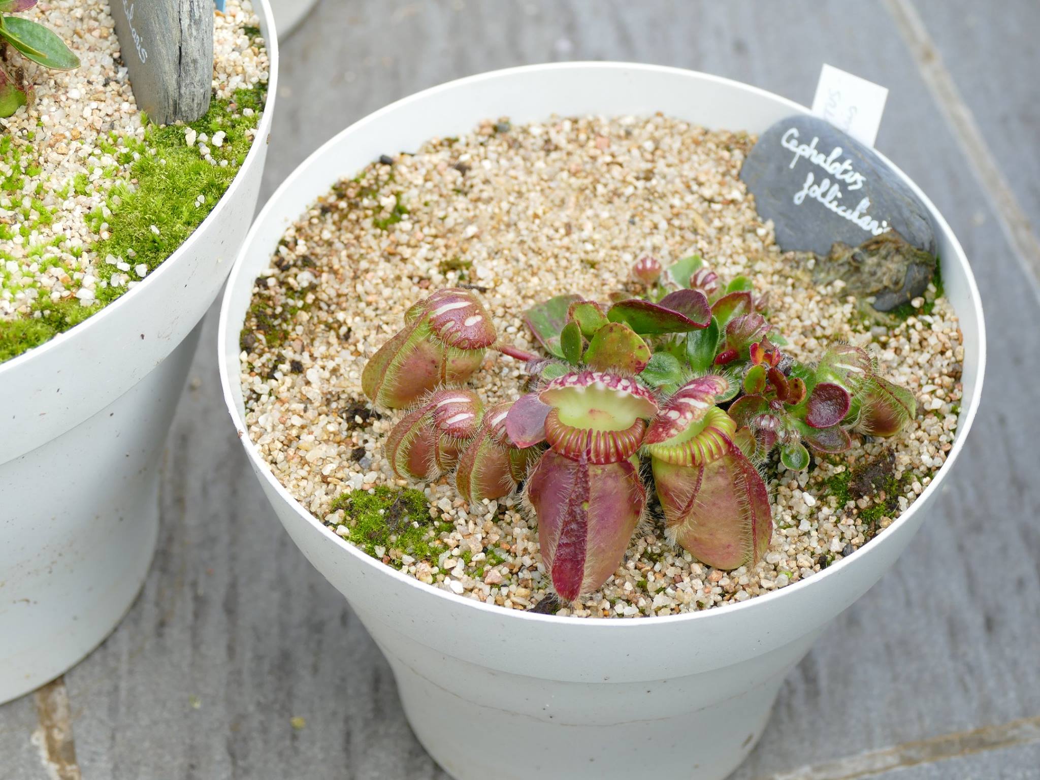 Cephalotus German follicularis Gian ジ*ョ様