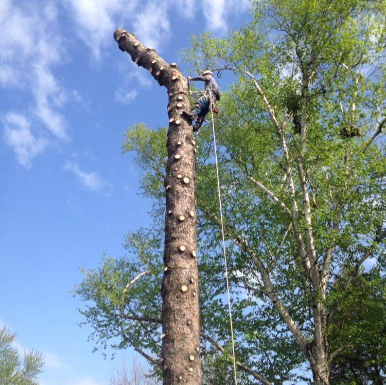 Tree Pro Services | South Vienna OH