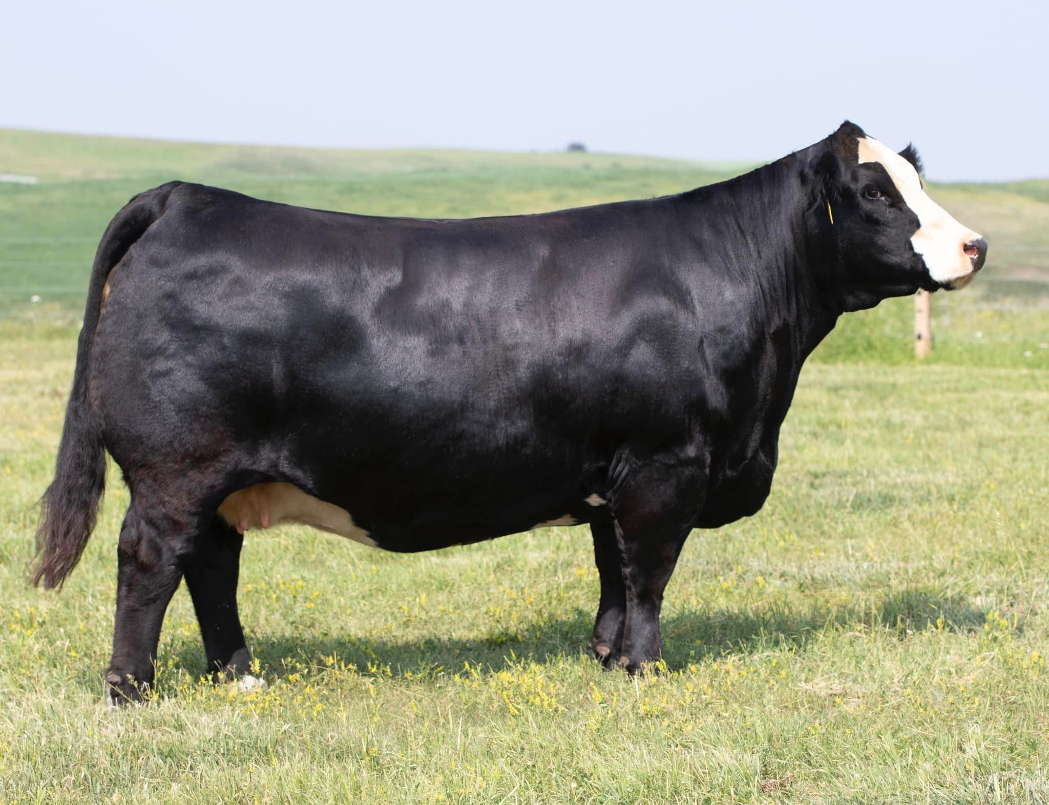 In less than 48 hours, we are... - Black Gold Simmental | Facebook