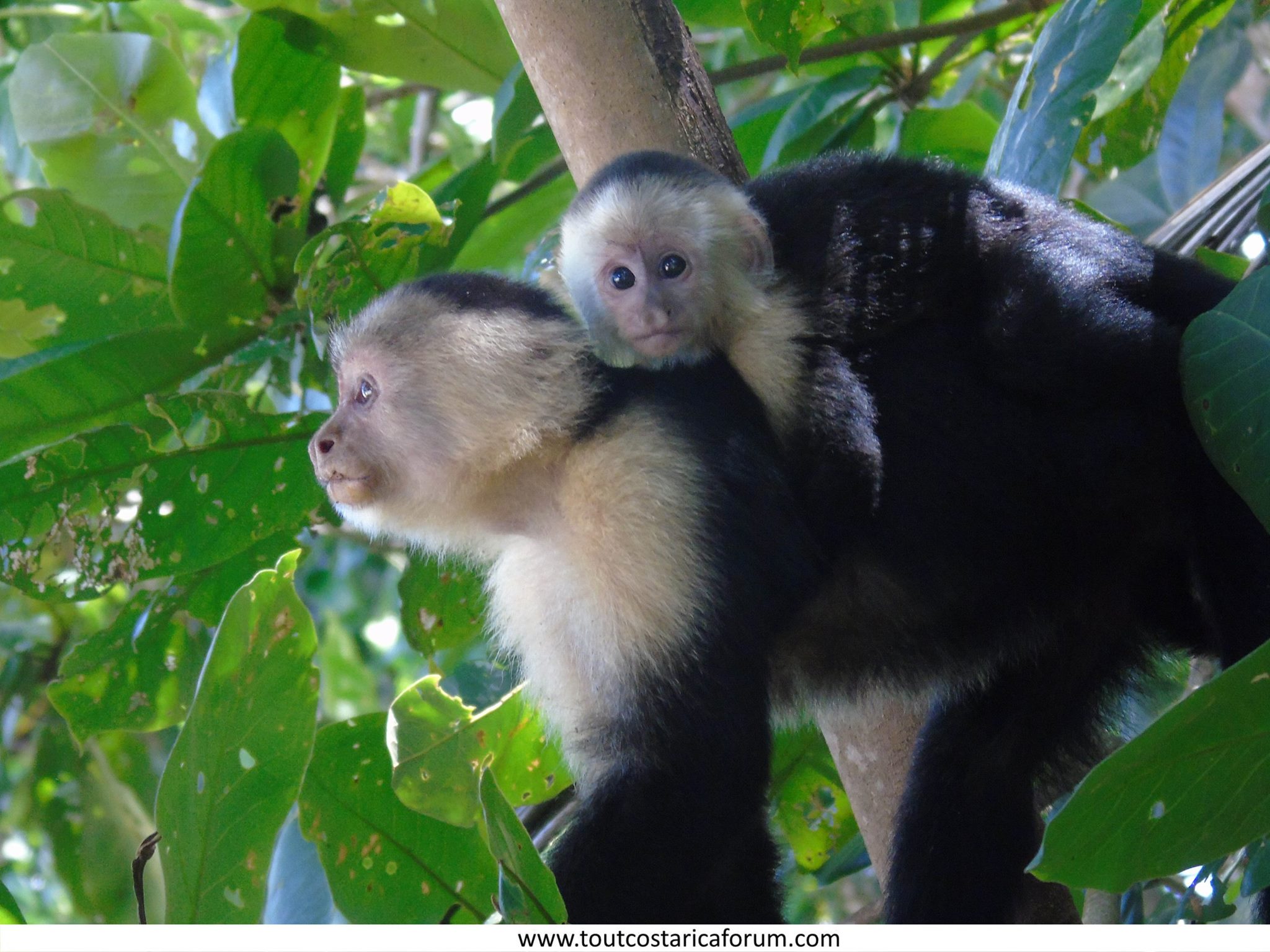 Le Reseau Solidaire Tout Costa Rica Une Maman Capucin Avec Son Bebe Costa Rica Pacifique Sud Facebook