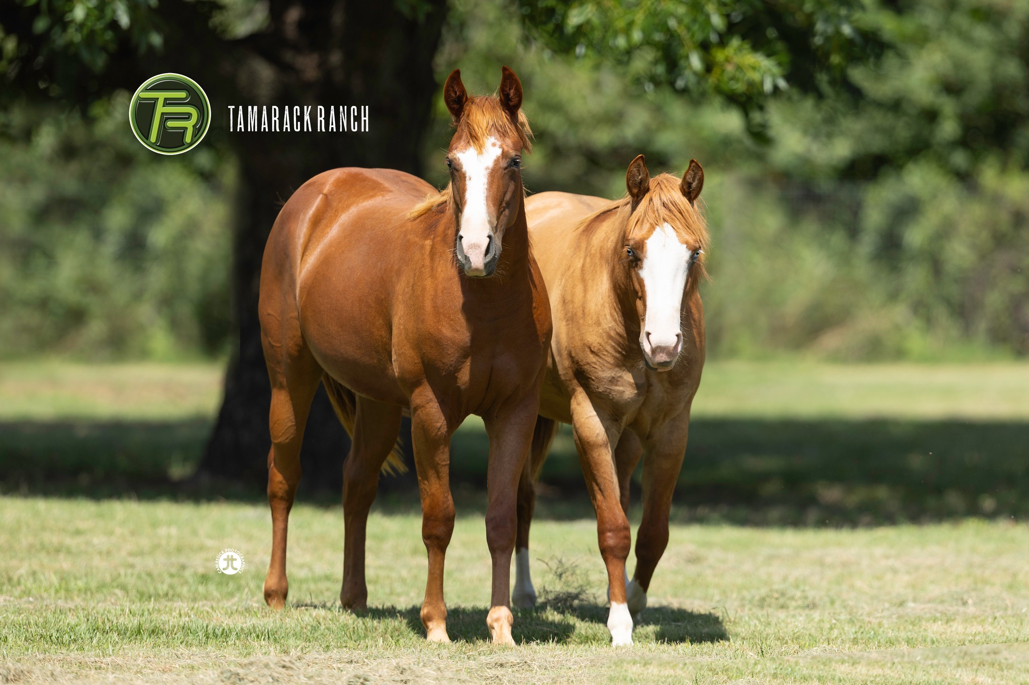 Tamarack Ranch Reiners - With the completion of our new TAMARACK RANCH ...