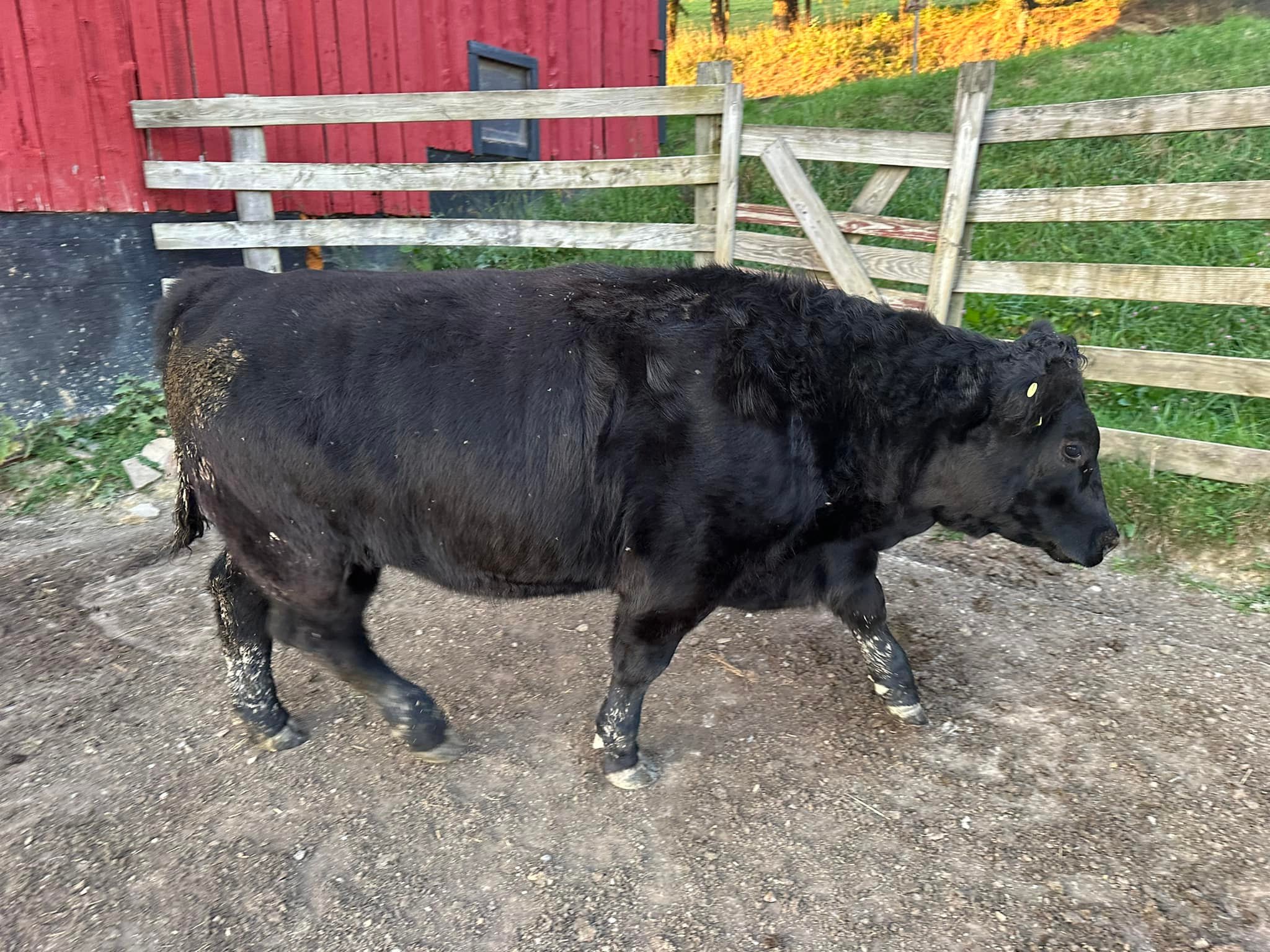 Windy Ridge Farm & Cattle | Eglon WV