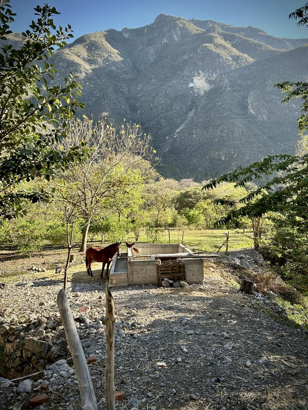 Hidalgo Travel - 🌿 San Miguel Almolón 🥑 Un verdadero...