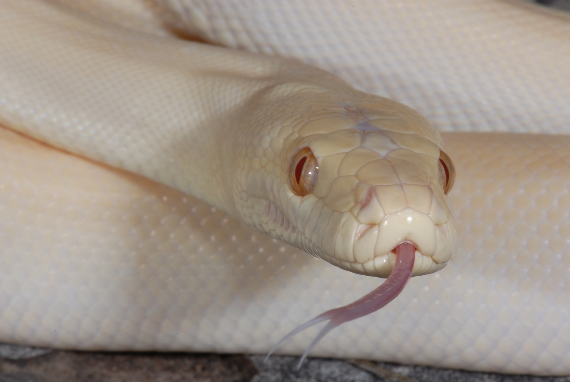 Snakebusters Australian Snakeman | Melbourne VIC