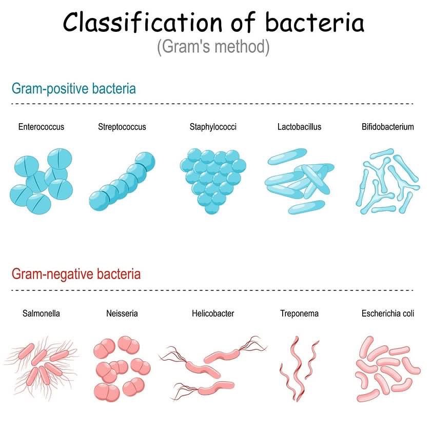 Classification of bacteria according... - Microbiology Notes