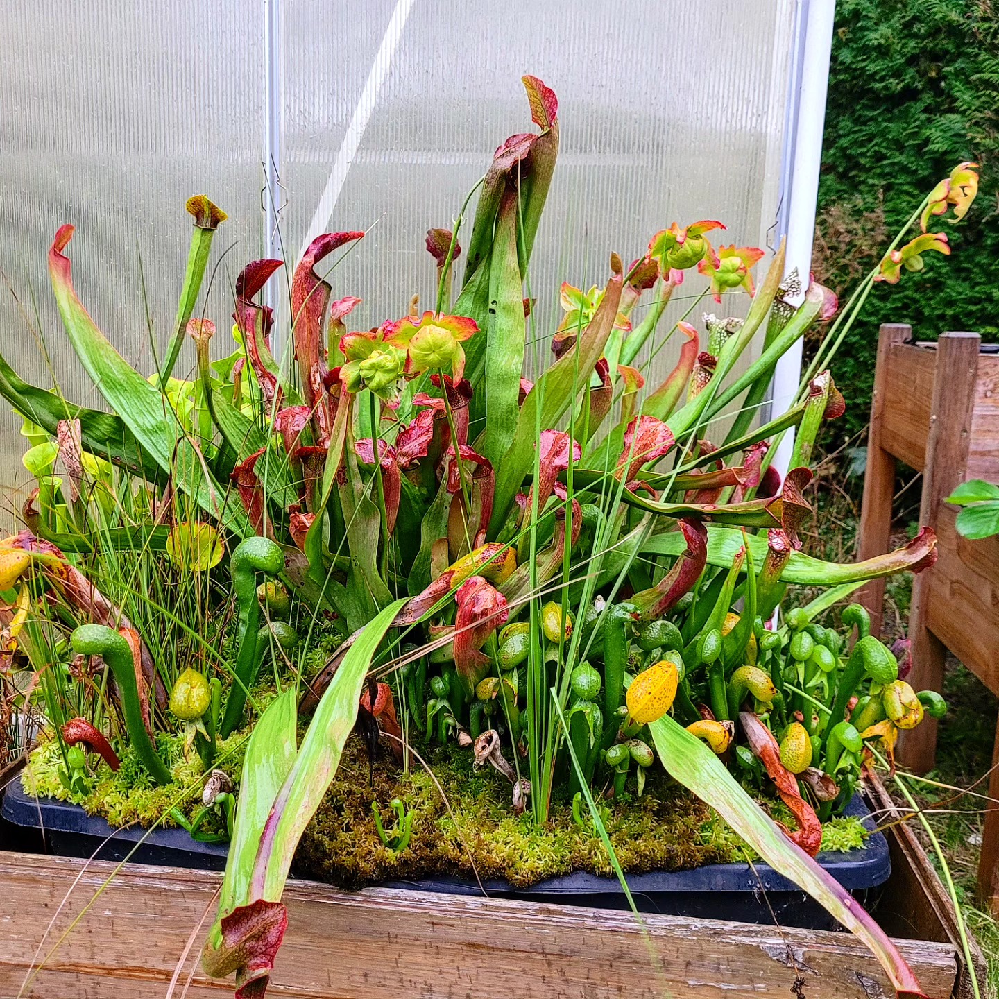 Wie schön voll die Moorkübel im Herbst immer sind. #karnivorenstrauch #karnivoren #fleischfressendepflanze #pflanzen #plants #sarracenia #darlingtonia #Moor #moorbeet