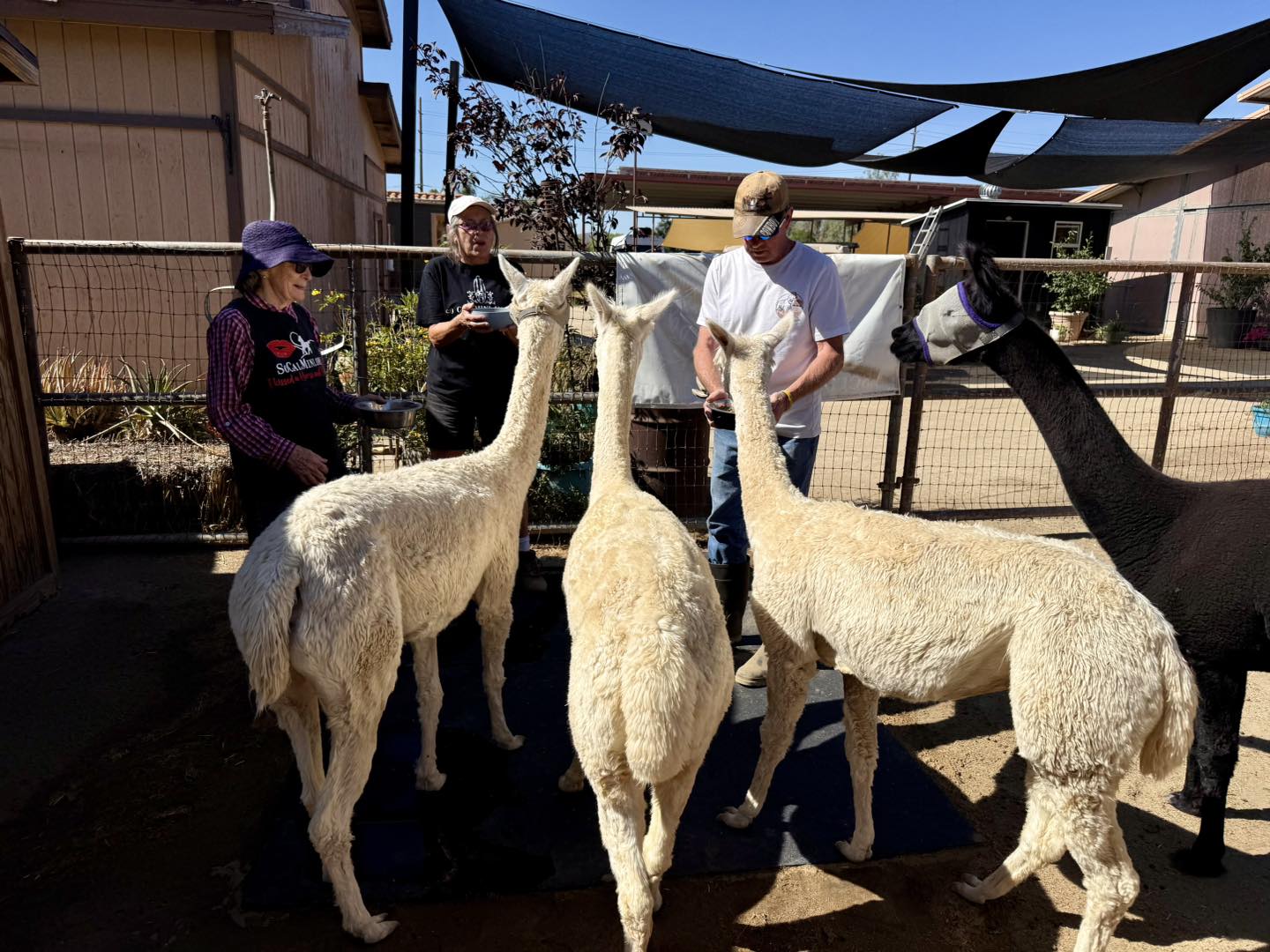 So Cal Mini Horse Sanctuary... - So Cal Mini Horse Sanctuary