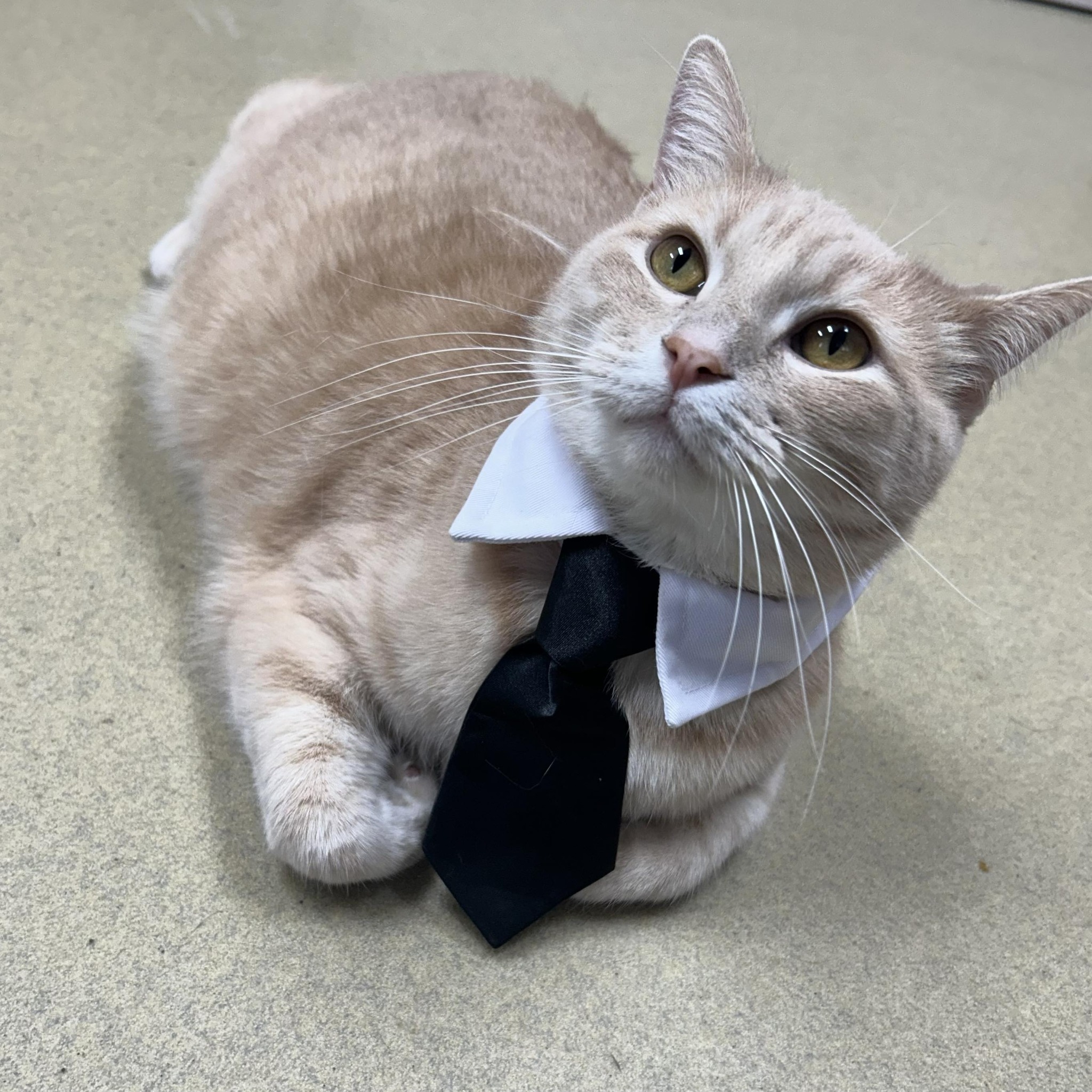Humane Society of Sullivan County, Indiana | Sullivan IN