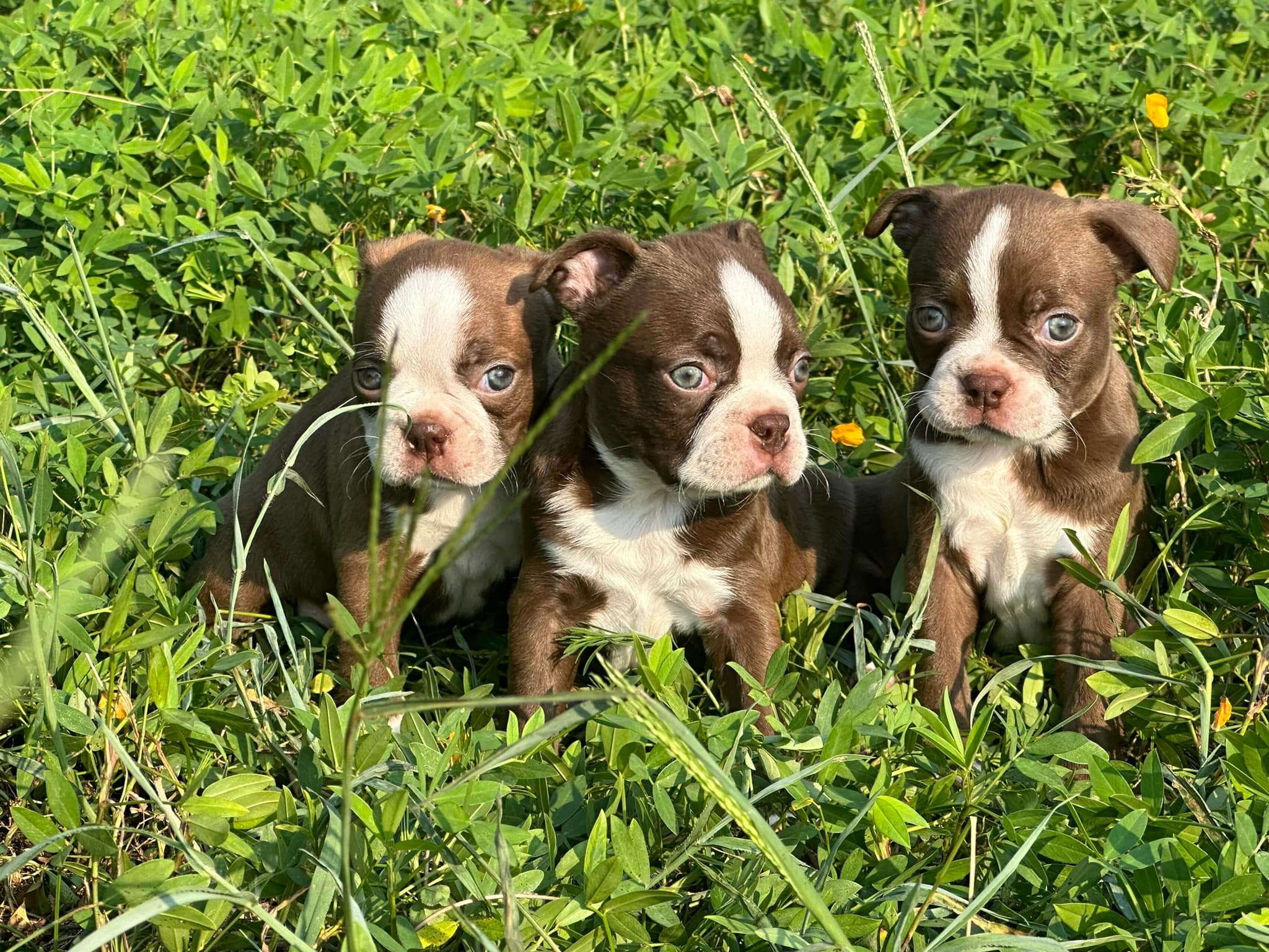 Rc Boston Terriers | Lake Park GA