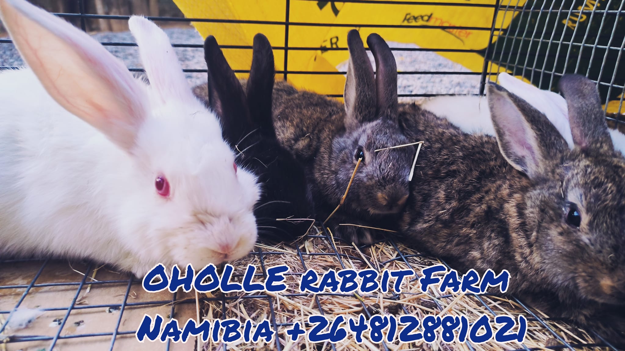 Oholle rabbit farm | Karibib