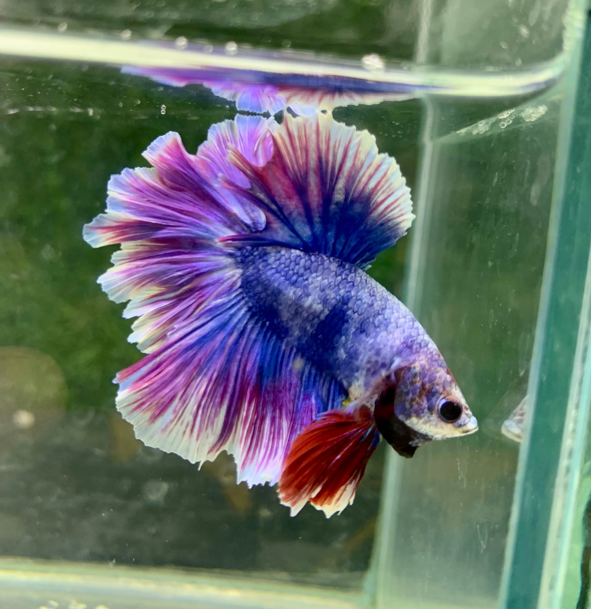 Master Fish - 𝑷𝒓𝒆𝒎𝒊𝒖𝒎 𝑷𝒖𝒓𝒑𝒍𝒆 𝑺𝒖𝒑𝒆𝒓 𝑹𝒐𝒔𝒆𝒕𝒂𝒊𝒍 💐🌹💜 (Master... | Facebook