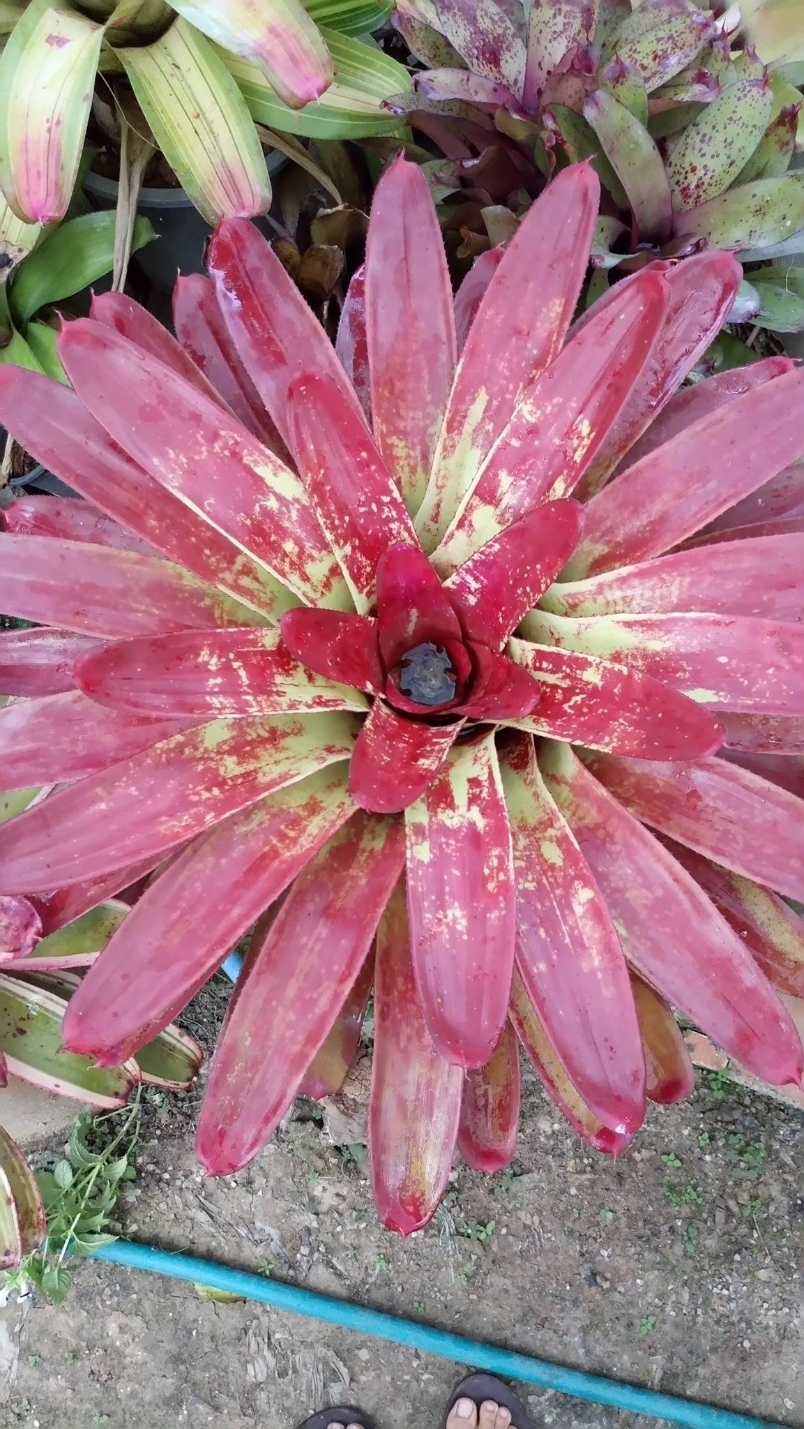 Thailand Bromeliads Garden... - Thailand Bromeliads Garden