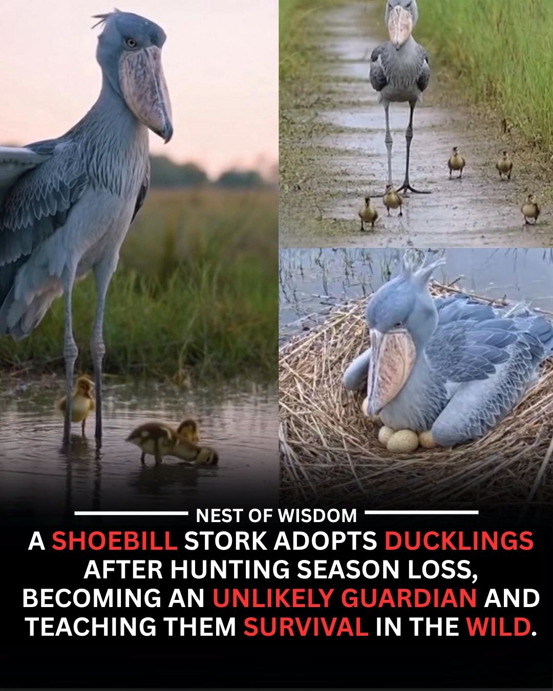 Nest - After a harsh hunting season, a shoebill stork was spotted ...