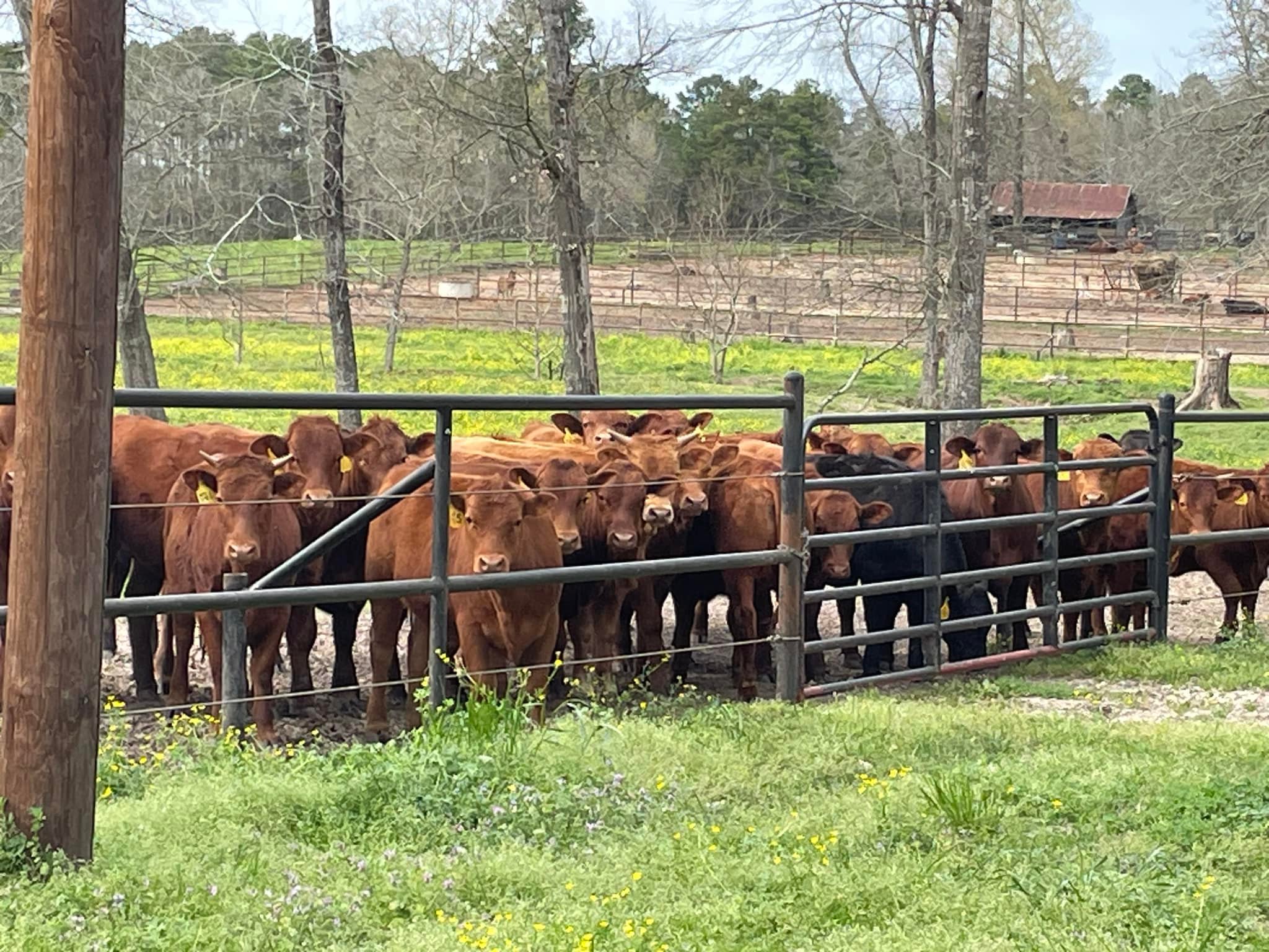 Stofa Rosa Ranch | Willis TX