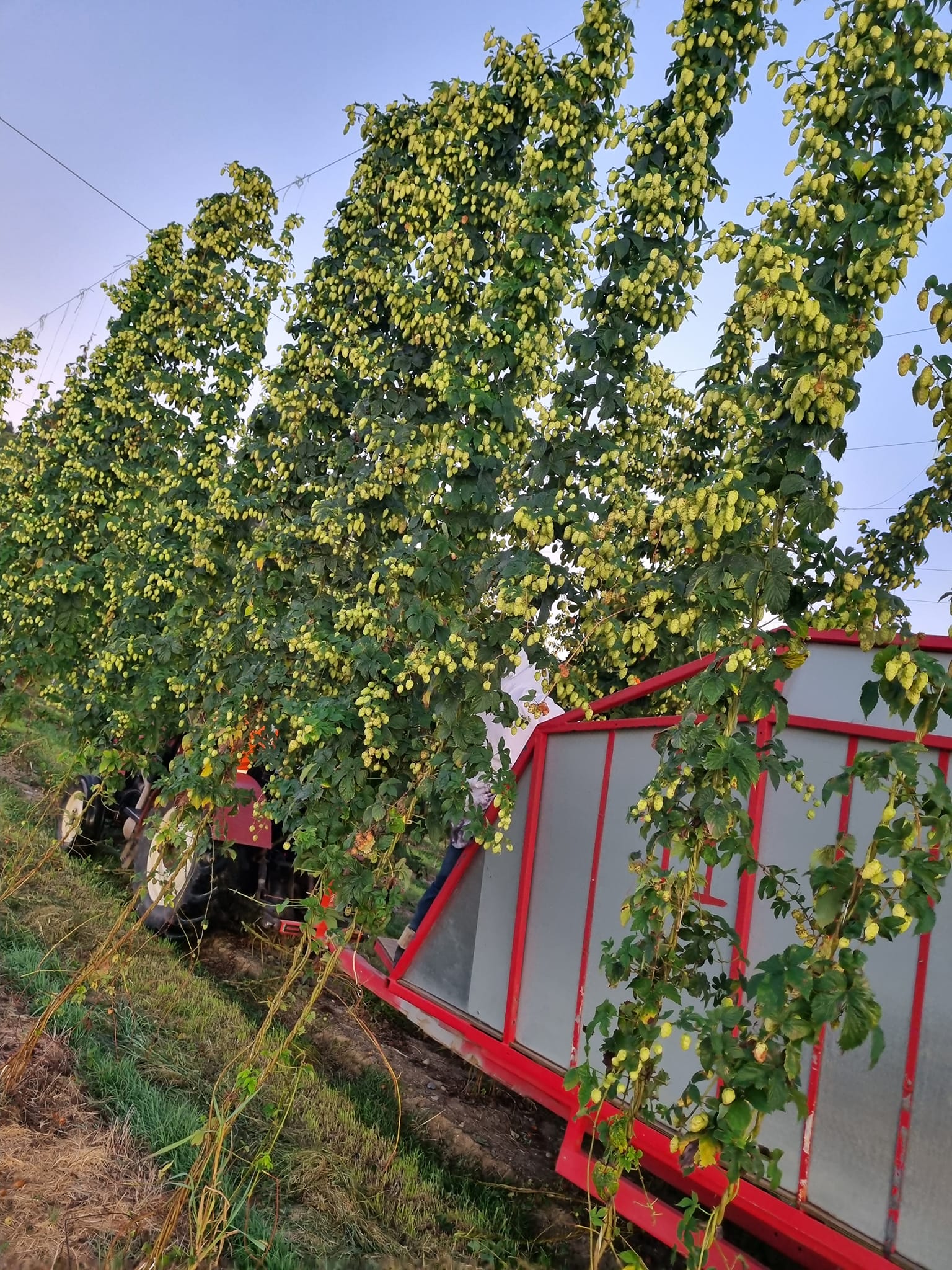 The Pines Orchard | Riwaka