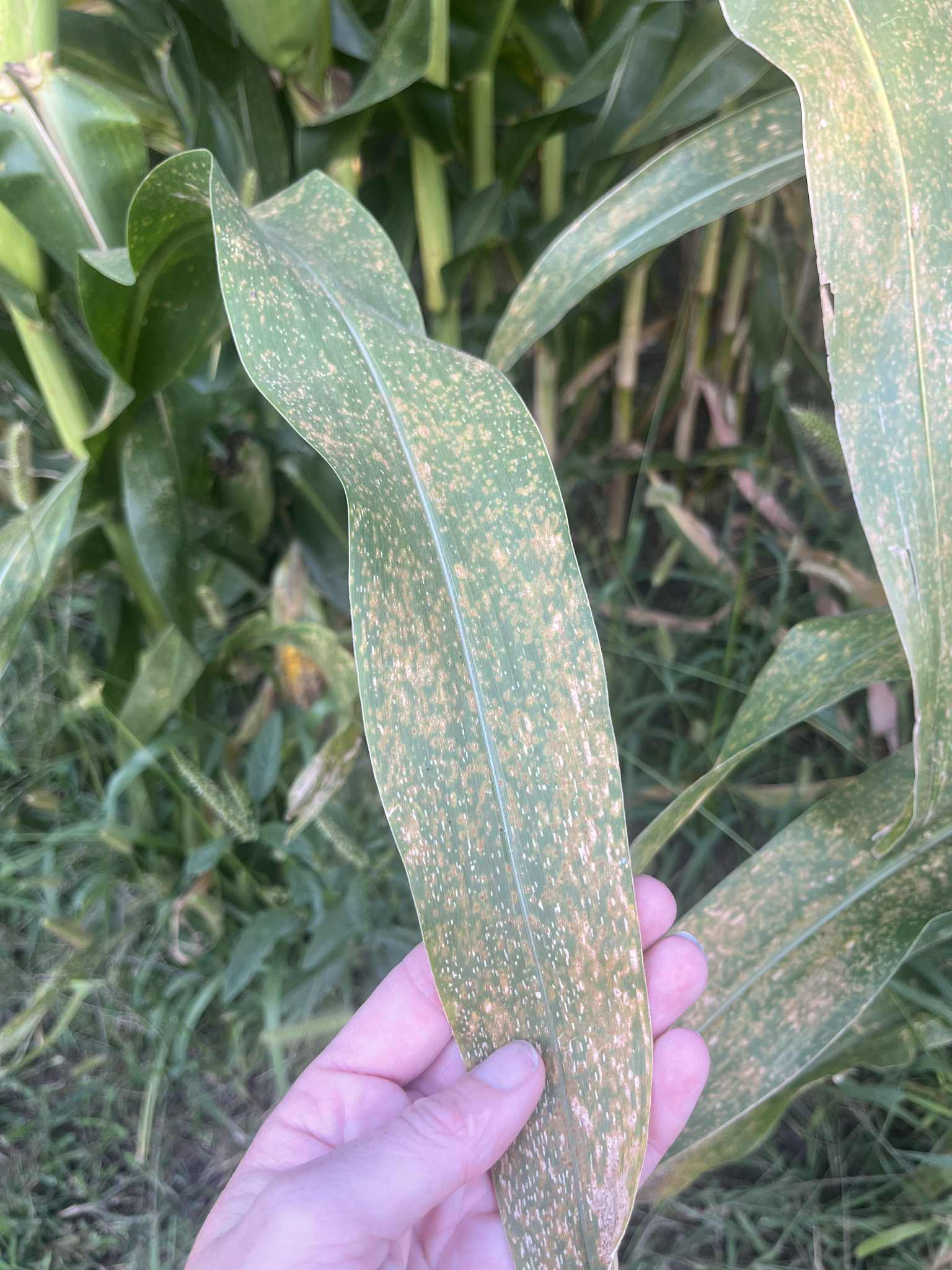 Boone - 🌽What's the fuss about corn rust?! 🌽 You heard that right- corn ...