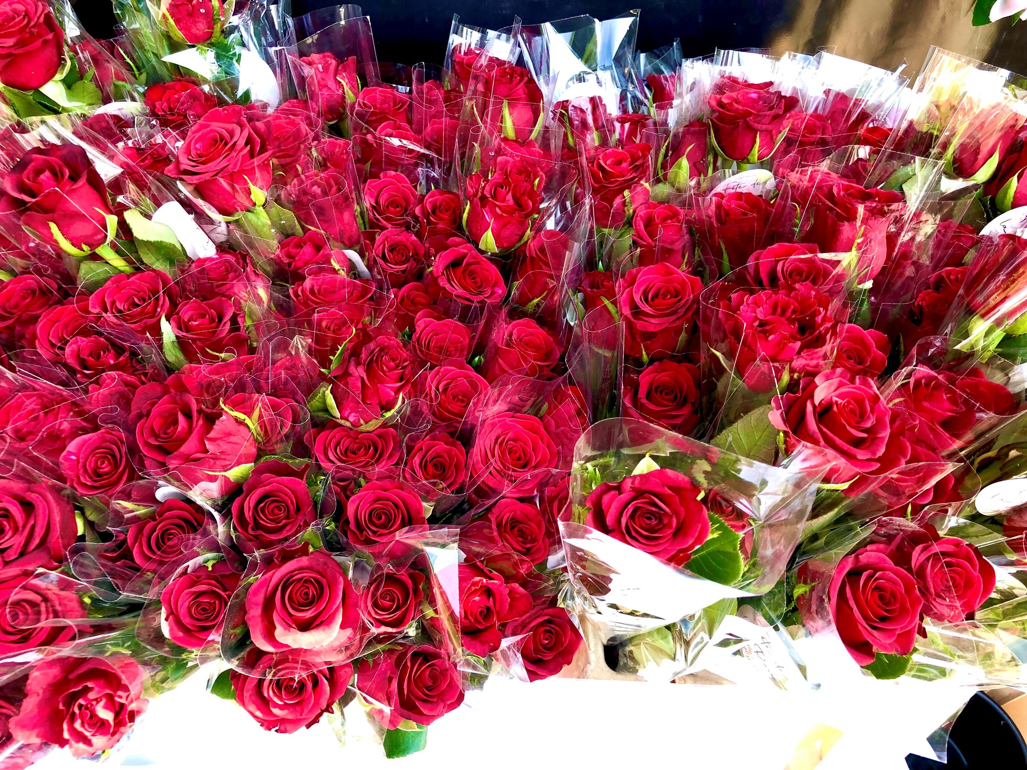 Fête de la Rose avec élection et couronnement d'une nouvelle Reine des ...