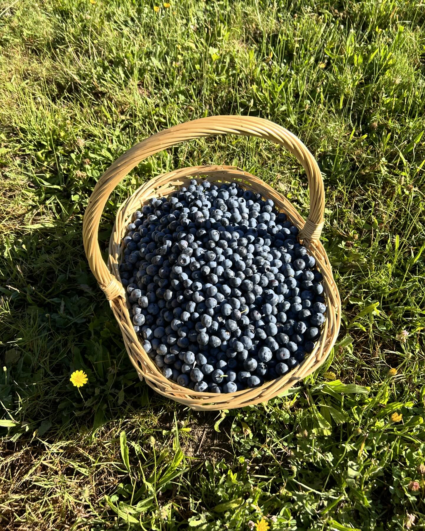 Blueberry Ridge Farm | Sherwood OR