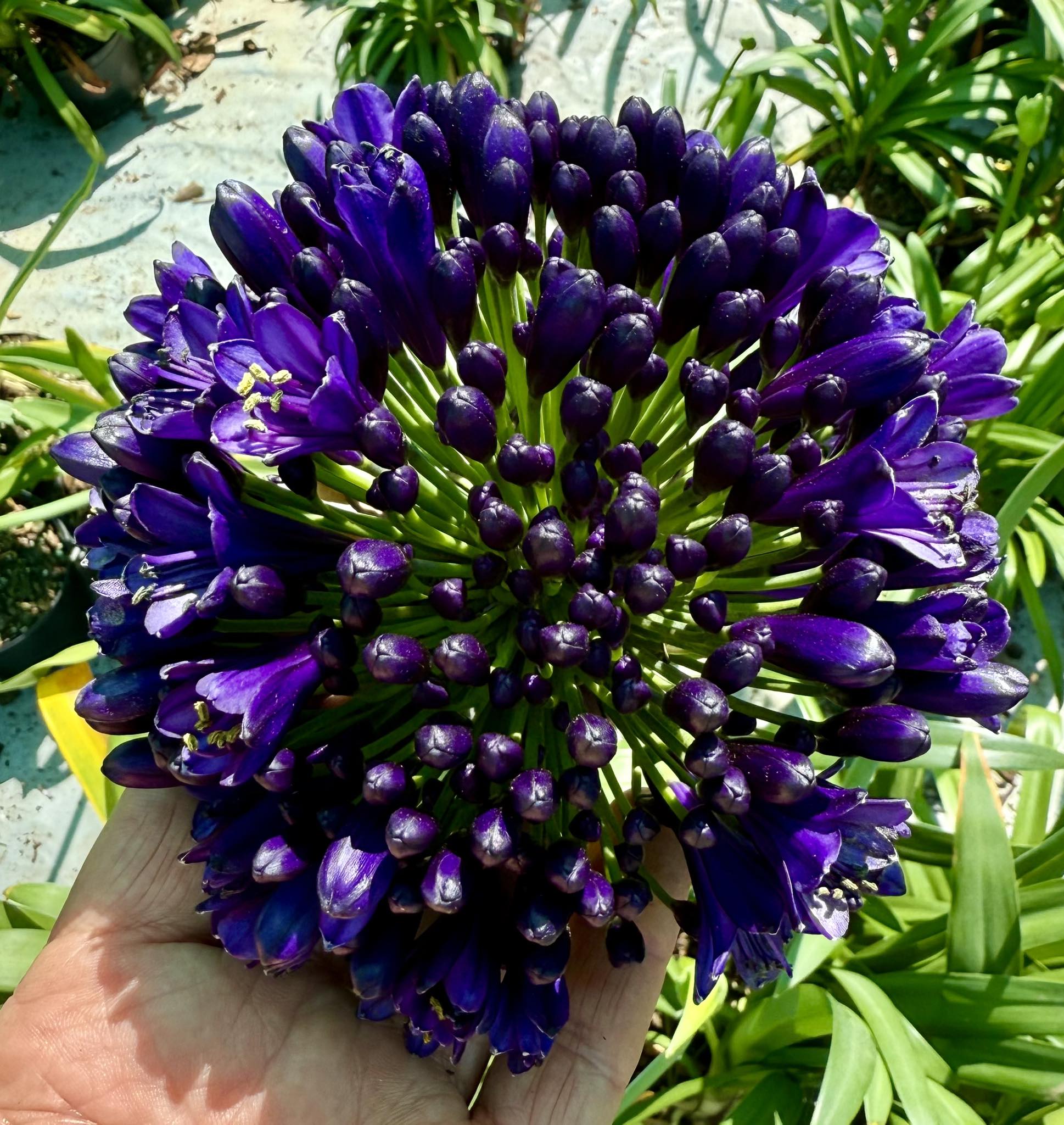 the-aloe-a-new-surprise-first-time-flowering-agapanthus-today-i-love