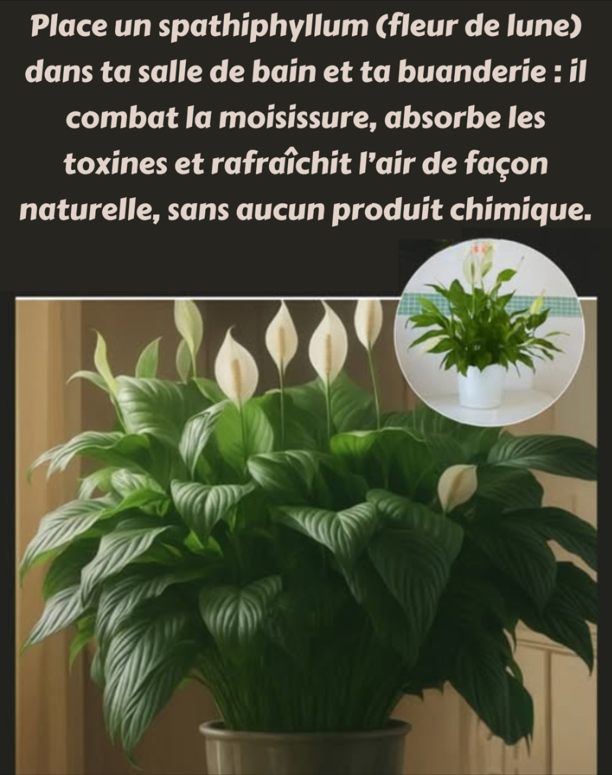 Grand Spathiphyllum - Lys De La Paix Plante D'Intérieur Purificatrice D'Air, Idéale Pour Maison & Bureau