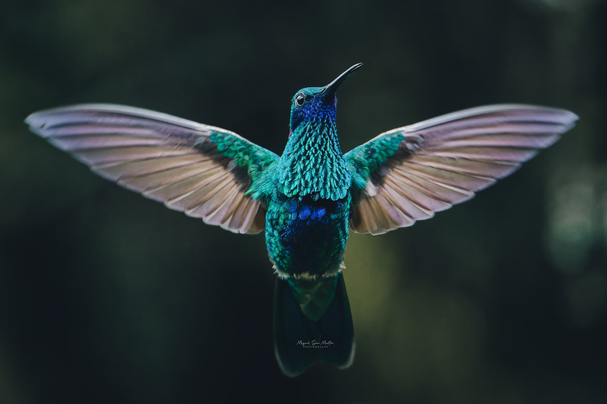 Continuando con... - Miguel San Martín Wildlife Photography | Facebook