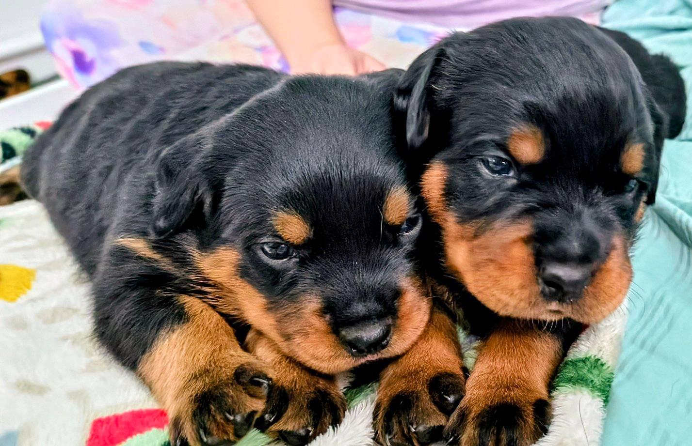 Von Hastings Rottweilers