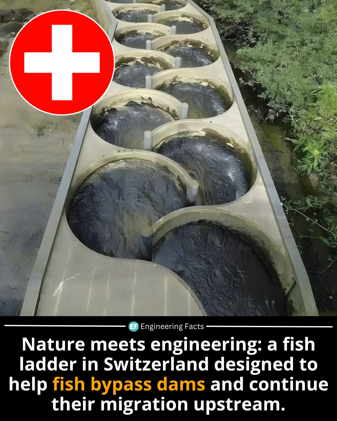 Engineering - You're looking at a beautifully engineered fish ladder in ...