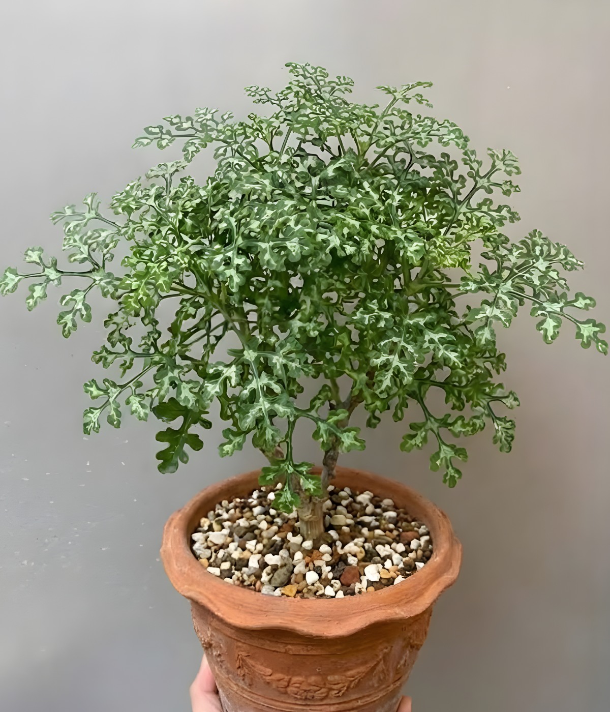 Adenia perrieri 😍