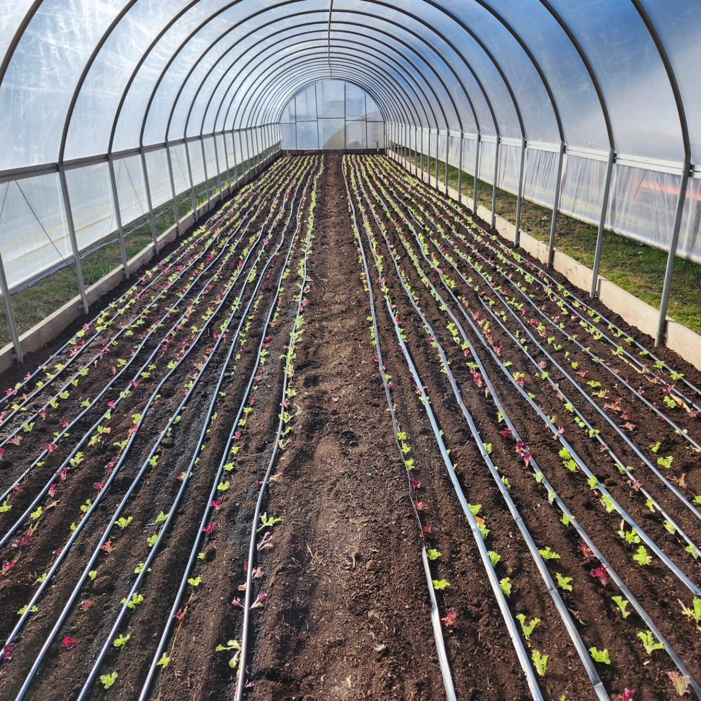 Strong Roots Organic Farm | Woodward PA