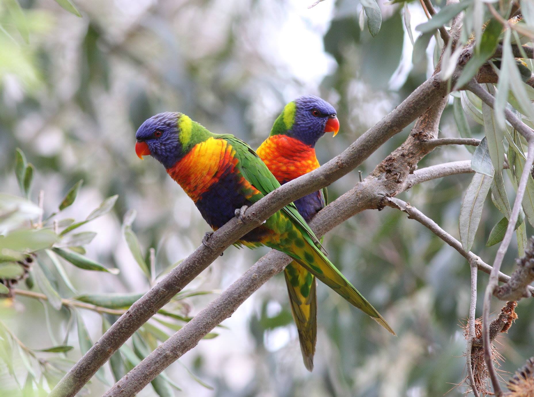BirdLife - Day five of the #AussieBirdCount and we have counted over ...