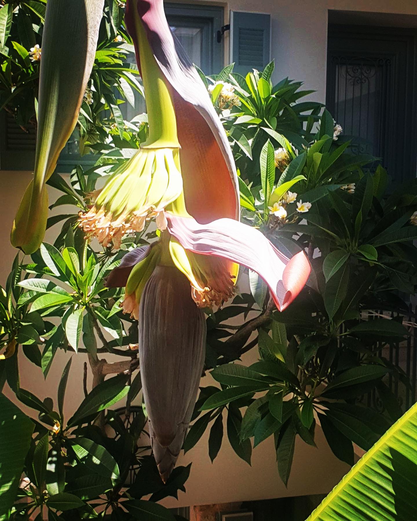 Casa - The banana tree in our patio 🌱 The banana fruits develop from ...