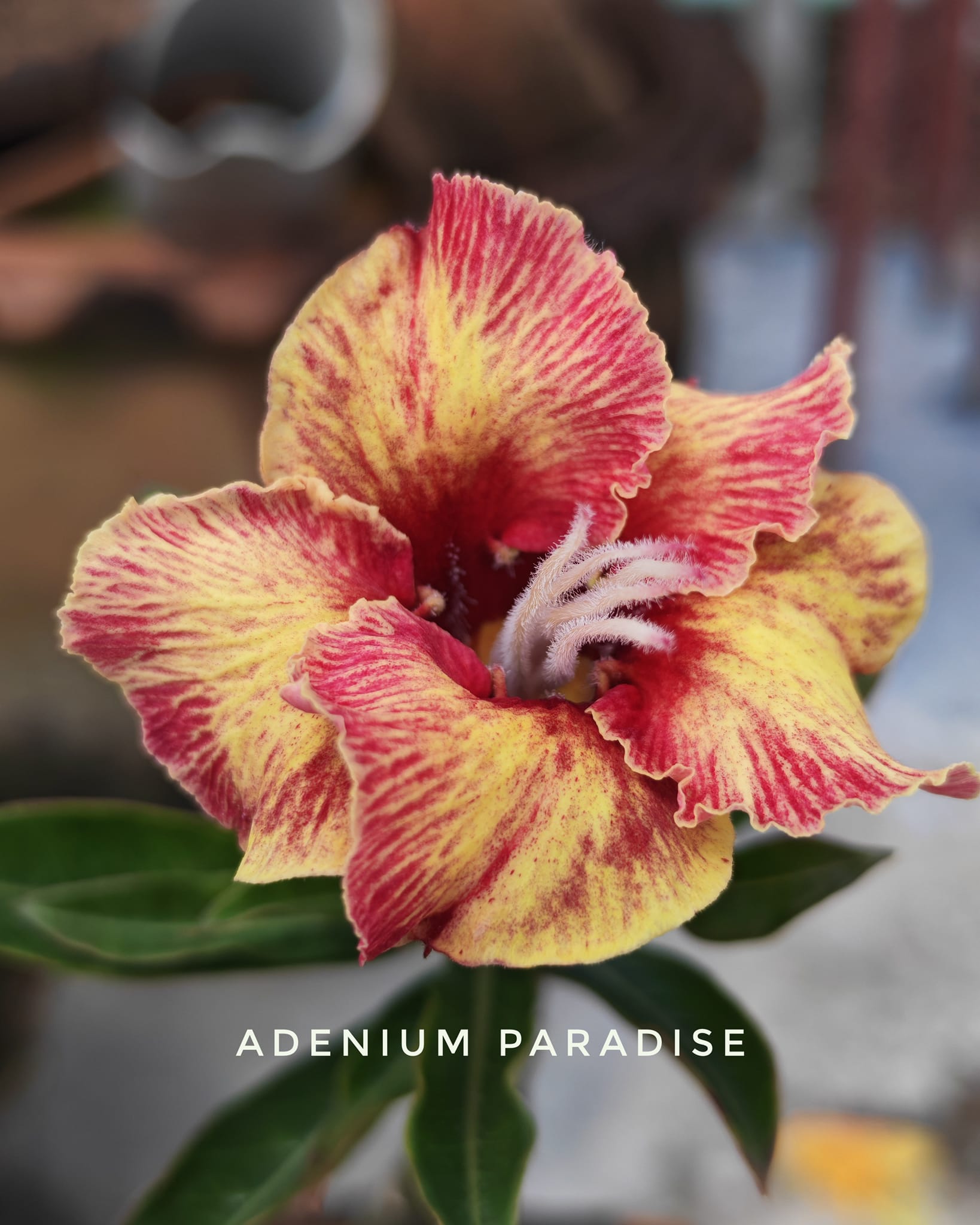Adenium Paradise | Rajshahi