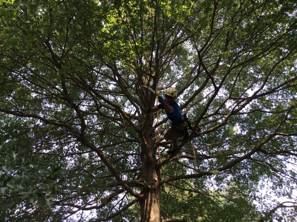 Maple Hill Tree Service | Kennett Square PA