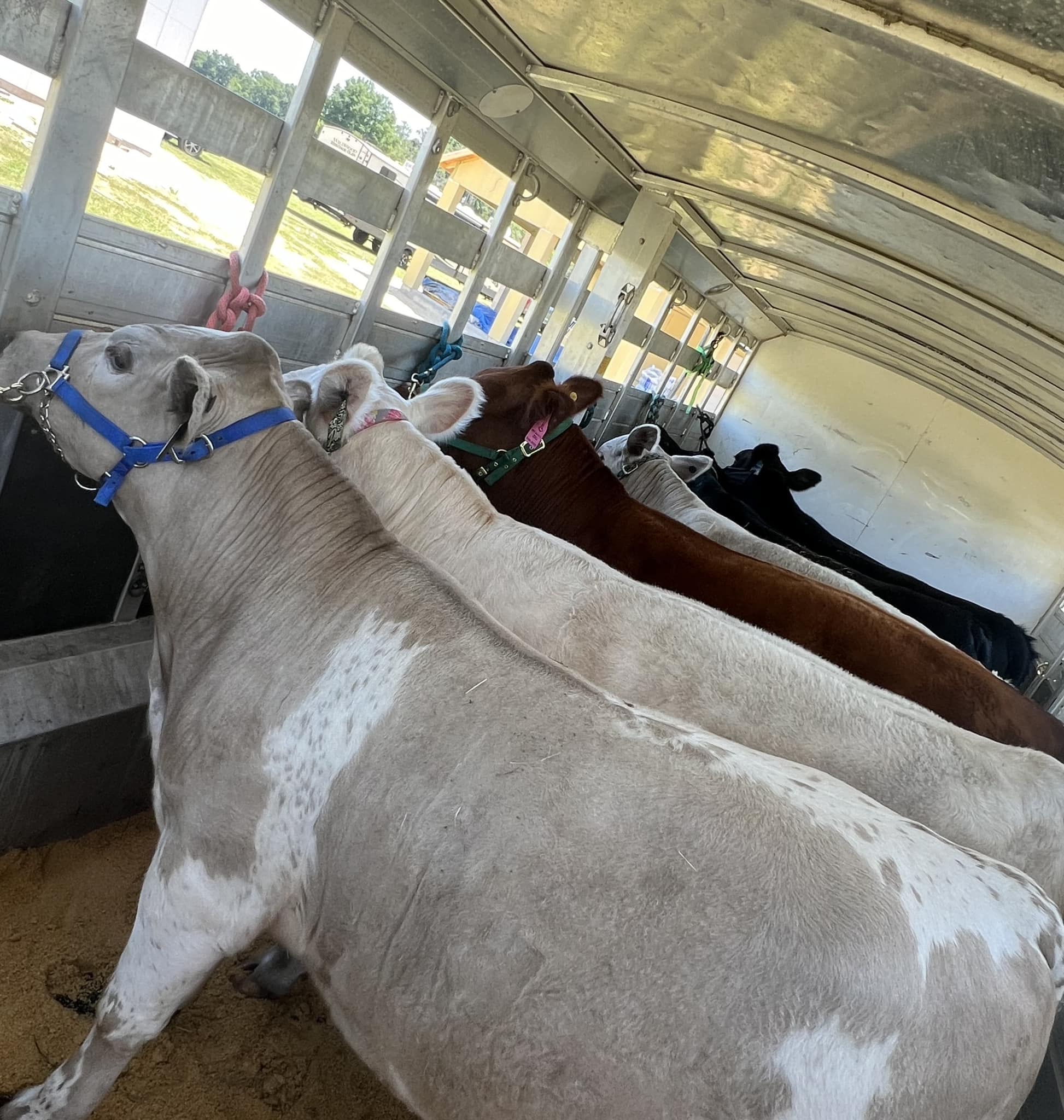 Triple R Farm | Ocala FL