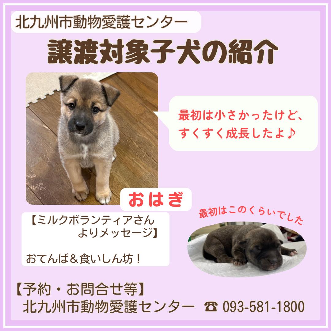 動物 愛護 センター 北九州